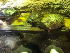 -迪拜水族馆及水下动物园