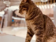 -COLOR PETS 撸猫馆·购猫·猫咖(长风大悦城店)