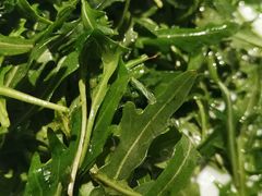 芝麻菜-怡情荟•海鲜青岛菜(五四广场旗舰店)