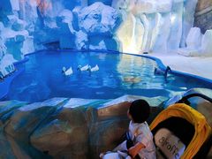 -芜湖新华联大白鲸海洋公园