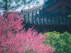 -慧因高丽寺