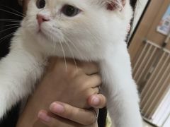 -米苏动物医院·犬猫专科·骨科外科内窥镜