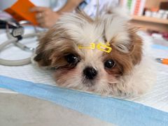 -pd派德宠物中心医院24H急重症·眼科中心·血液透析中心(嵩山北路店)