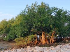 -宝安西湾红树林湿地公园