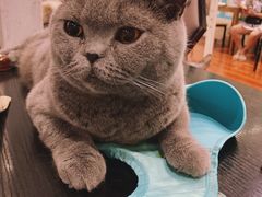 -猫小院猫主题咖啡厅(北锣店)