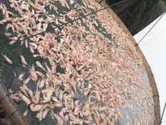 -巢湖姥山岛