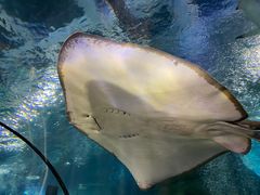 -太平洋海底世界