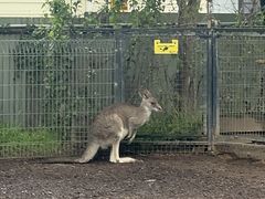 -费瑟代尔野生动物园