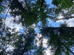 -五营红松林海景区