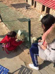 -上美四季动物农场