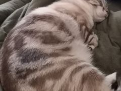 -猫小院猫主题咖啡厅(北锣店)