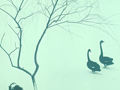 大堂-BLACKSWAN黑天鹅(环球店)