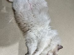 -藏猫猫咖啡主题馆(中央大道店)