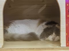 -喵园·猫主题咖啡厅·撸猫·猫咖(国贸店)