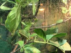 -上海大自然野生昆虫馆(东方明珠·爬宠昆虫探索中心)