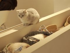 -怪兽屋·羊驼·猫咖·狗咖(俊华广场店)