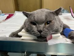 -艾贝尔宠物医院·24H转诊中心·肿瘤猫专科(江宁双龙店)