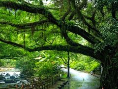 -广州市石门国家森林公园