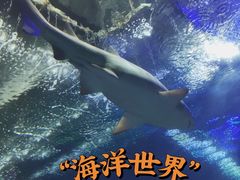 -大连圣亚海洋世界