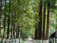 -合肥滨湖国家森林公园