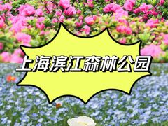 -上海滨江森林公园