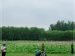 -东郊湿地公园