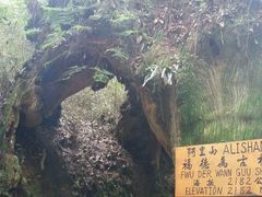 -阿里山神木遗迹