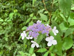 -武陵山森林公园