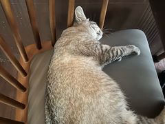 -猫岛主趣味餐厅(鼓浪屿店)