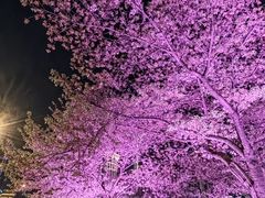 -西北湖绿化广场