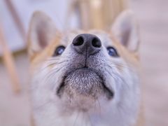 -柴迷FANS CLUB·柴犬狗咖·猫咖