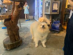 -more than meow吴止猫主题餐厅(承德 中船汇店)