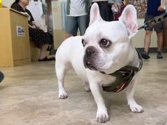 -美联众合动物医院·24h转诊中心