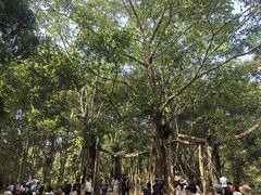 -西双版纳原始森林公园