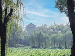 -桂湖森林公园