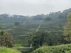 -古乐牛香·鲜牛肉牛杂火锅(新区店)