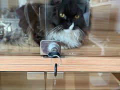 -喵百万·布偶·蓝金金渐层英短·猫舍(百子湾店)