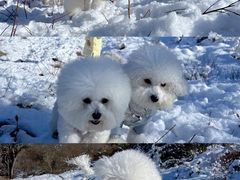 -太子岭滑雪场