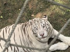 -西霞口神雕山野生动物世界