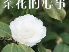 -西湖文化广场