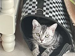 -宠福鑫康馨动物医院·骨科·眼科