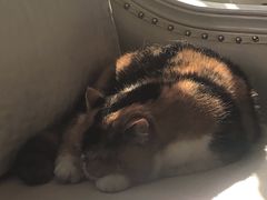 -宠爱国际动物医院· 猫科· 外科·中兽医(长白店)
