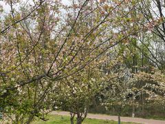 -桤木河湿地公园