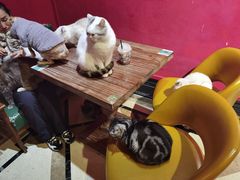 -猫色咖啡·猫咖