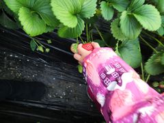 -大自然农场蔬菜草莓采摘园