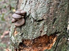 -上海佘山国家森林公园天马山园