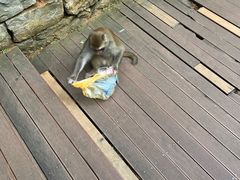 -黔灵山公园