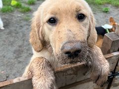 -趣多多宠物公园·宠物训犬学校·宠物寄养