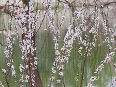 -桃花堤公园