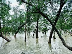 -宝安西湾红树林湿地公园